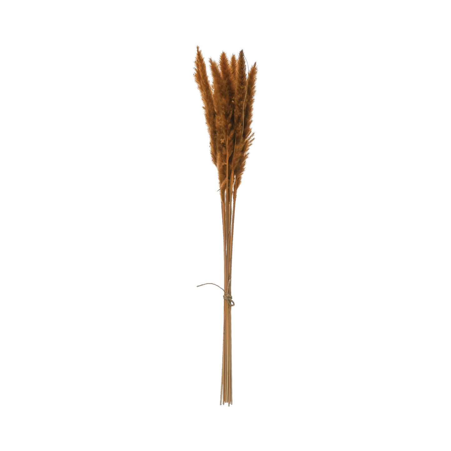 Dried Natural Pampas Grass Bunch- Yellow