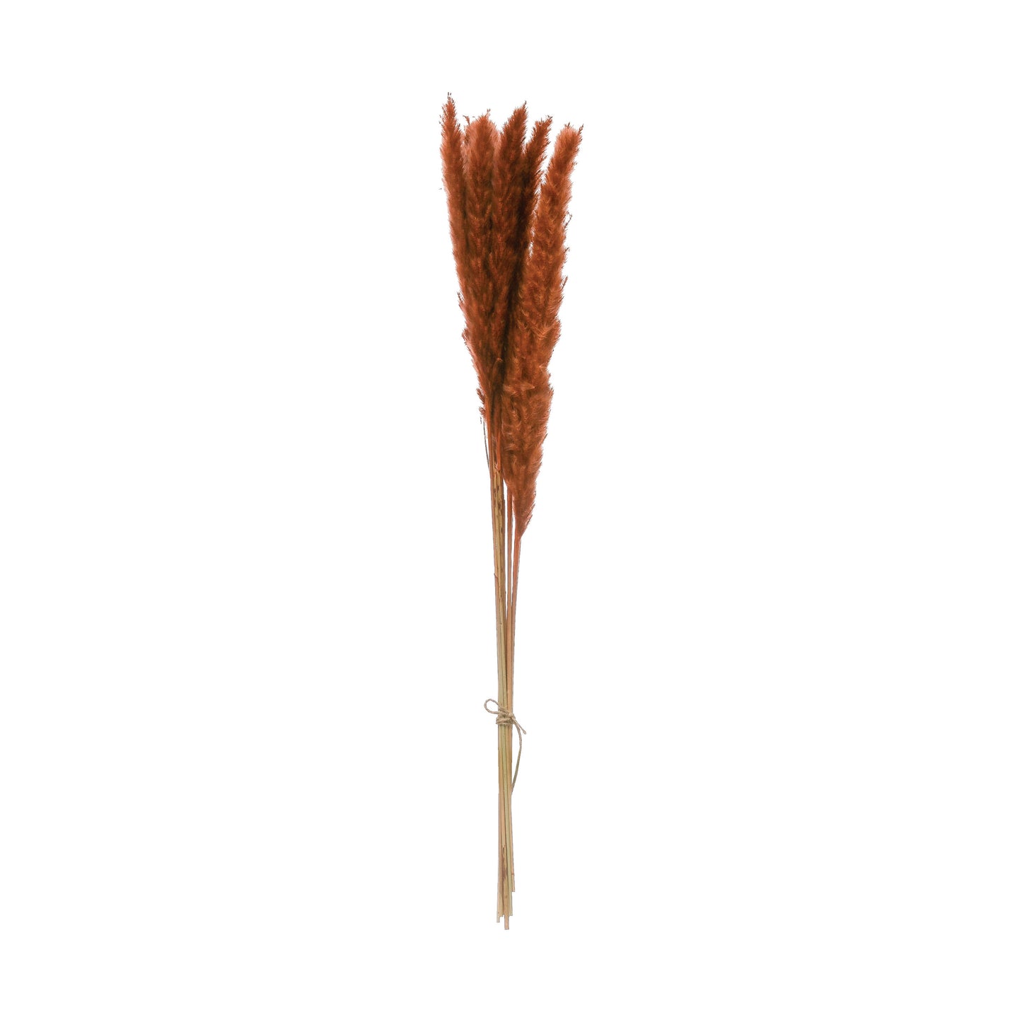 Dried Natural Pampas Grass Bunch- Saffron